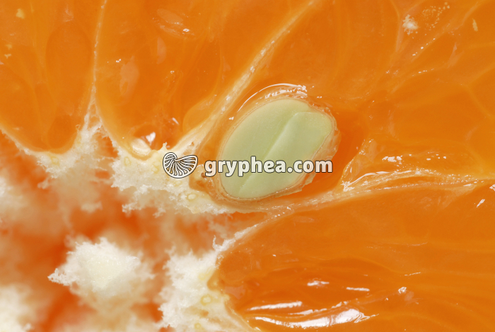 Mandarine CT (détail) - gryphea.org